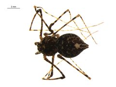 Scytodes longipes 2 by G. Blagoev, Centre for Biodiversity Genomics. Used under a CC BY-SA 3.0 license.