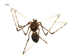 Scytodes longipes 3 by G. Blagoev, Centre for Biodiversity Genomics. Used under a CC BY-SA 3.0 license.