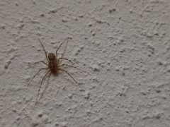 Homespider 10-2020 by Shi Annan. Used under a CC BY-SA 4.0 license.