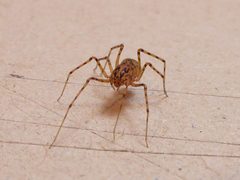 Scytodes thoracica Lavis 01 by Syrio. Used under a CC BY-SA 4.0 license.