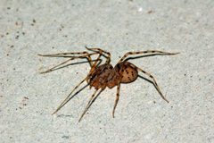Scytodes thoracica fg02 by Fritz Geller-Grimm. Used under a CC BY-SA 2.5 license.