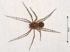 Scytodes thoracica in Parma by Basilicofresco. Used under a CC BY-SA 4.0 license.