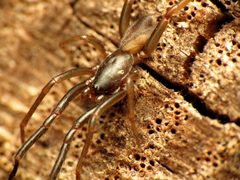 Tube Web Spider - Flickr - treegrow by Katja Schulz from Washington, D. C., USA. Used under a CC BY 2.0 license.