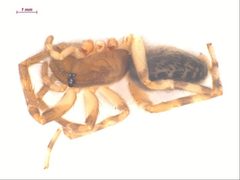 Segestria pacifica f by CBG Photography Group, Centre for Biodiversity Genomics. Used under a CC BY-SA 3.0 license.