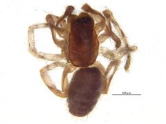 Segestria pacifica i by CBG Photography Group, Centre for Biodiversity Genomics. Used under a CC0 license.