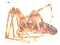 Segestria pacifica m by CBG Photography Group, Centre for Biodiversity Genomics. Used under a CC BY-SA 3.0 license.
