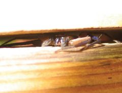 Selenops insularis by Sarah Crews. Used under a CC BY 3.0 license.