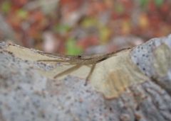 Selenops submaculosus by Sarah Crews. Used under a CC BY 3.0 license.