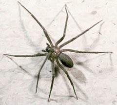 Loxosceles reclusa by John C. Stennis Space Center, National Aeronautics and Space Administration (NASA).. Used under a Public domain license.