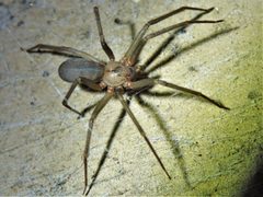 Loxosceles reclusa 140832206 by Annika Lindqvist. Used under a CC BY 4.0 license.