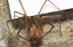 Loxosceles reclusa 180428299 by Chrissy McClarren and Andy Reago. Used under a CC0 license.