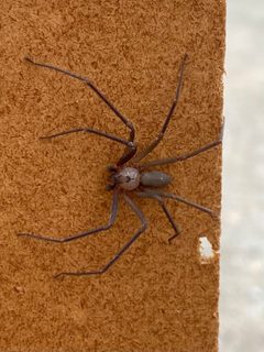 Loxosceles reclusa 202601944 by Cody Delano. Used under a CC BY 4.0 license.