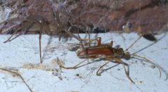Loxosceles reclusa P1390698a by 
xpda. Used under a CC BY-SA 4.0 license.