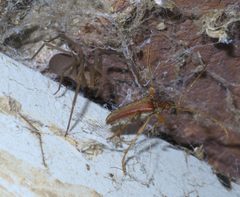 Loxosceles reclusa P1390699a by 
xpda. Used under a CC BY-SA 4.0 license.