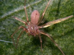 Loxosceles rufescens3 by Antonio Serrano. Used under a GPL license.