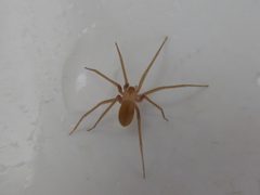 Loxosceles rufescens 02 by Syrio. Used under a CC BY-SA 4.0 license.