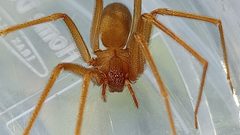Loxosceles rufescens female 1 by 0959kedi. Used under a CC BY 4.0 license.
