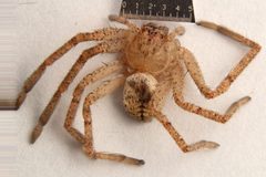 Curicaberis peninsulanus by Unspecified, University of California, San Diego. Used under a CC BY-SA 3.0 license.