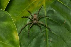 Heteropoda venatoria-Kadavoor-2017-05-22-001 by 
Jeevan Jose, Kerala, India. Used under a CC BY-SA 4.0 license.