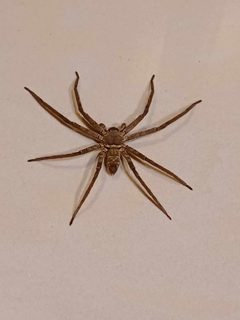 Heteropoda venatoria female by Solomon12354. Used under a CC BY-SA 4.0 license.