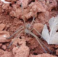 Olios giganteus - Flickr - andrey zharkikh by Andrey Zharkikh from Salt Lake City, USA. Used under a CC BY 2.0 license.