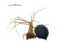 Usofila pacifica 1 by G. Blagoev, Centre for Biodiversity Genomics. Used under a CC BY-SA 3.0 license.