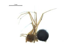 Usofila pacifica 2 by G. Blagoev, Centre for Biodiversity Genomics. Used under a CC BY-SA 3.0 license.