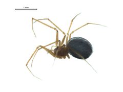 Usofila pacifica 3 by G. Blagoev, Centre for Biodiversity Genomics. Used under a CC BY-SA 3.0 license.