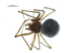 Usofila pacifica 4 by G. Blagoev, Centre for Biodiversity Genomics. Used under a CC BY-SA 3.0 license.