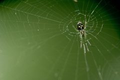 Leucauge argyra by Ygor Oliveira. Used under a CC BY 2.0 license.
