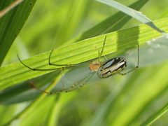 Leucauge argyra Jamaica 01 by Kaldari. Used under a CC0 license.