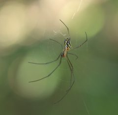Leucauge argyra P1380960a by 
xpda. Used under a CC BY-SA 4.0 license.