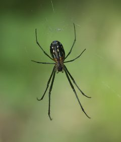 Leucauge argyra P1380976a by 
xpda. Used under a CC BY-SA 4.0 license.