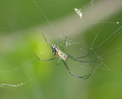 Leucauge argyra P1390760a by 
xpda. Used under a CC BY-SA 4.0 license.