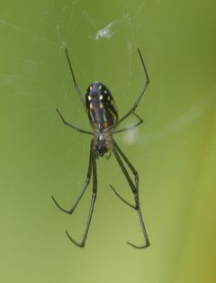 Leucauge argyra P1390778a by 
xpda. Used under a CC BY-SA 4.0 license.