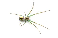 Leucauge venusta 398872892 by Matthew Lindsey. Used under a CC BY 4.0 license.