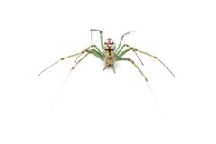 Leucauge venusta 398872925 by Matthew Lindsey. Used under a CC BY 4.0 license.