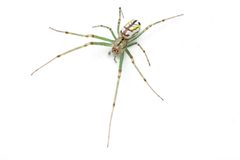 Leucauge venusta 398872936 by Matthew Lindsey. Used under a CC BY 4.0 license.