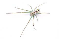 Leucauge venusta 398872972 by Matthew Lindsey. Used under a CC BY 4.0 license.