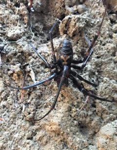 Dolloff Cave Spider by Brandon.Sanchez32038. Used under a CC BY-SA 4.0 license.