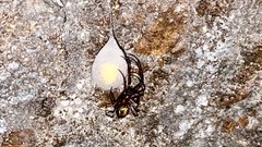 Meta-ovalis-cave-orb-weaver by Cnakamoto. Used under a CC BY-SA 4.0 license.