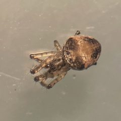 Metellina mimetoides orig by iNaturalist Canada user: donovanroberts. Used under a CC BY 4.0 license.