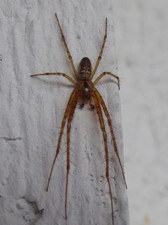 Metellina segmentata Molveno 01 by Syrio. Used under a CC BY-SA 4.0 license.