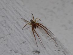 Metellina segmentata Molveno 03 by Syrio. Used under a CC BY-SA 4.0 license.