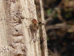 Metellina segmentata Segonzano 02 by Syrio. Used under a CC BY-SA 4.0 license.