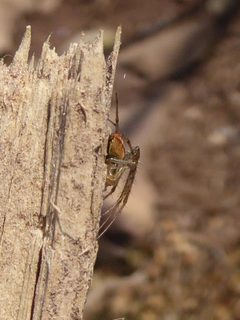 Metellina segmentata Segonzano 03 by Syrio. Used under a CC BY-SA 4.0 license.