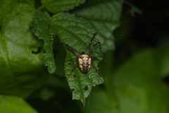 Metellina segmentata female Bytom by Adrian Tync. Used under a CC BY-SA 4.0 license.