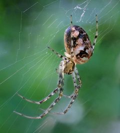 Spinne-JR-T3-1040-1123-2023-09-10 by Johannes Robalotoff. Used under a CC BY-SA 4.0 license.