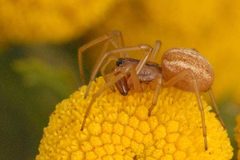 Pachygnatha.clercki.-.lindsey by James K. Lindsey. Used under a CC BY-SA 3.0 license.