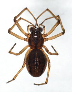 Pachygnatha clercki by M. Virtala. Used under a Copyrighted free use license.
